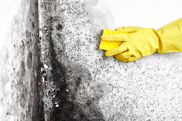 Best Crawl Space Mold Removal  in Springmont, PA