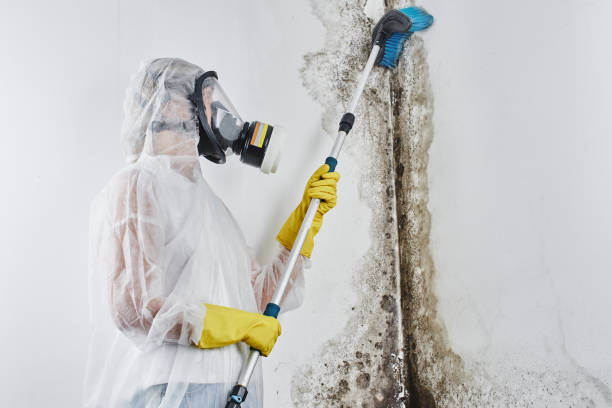 Best Attic Mold Removal  in Springmont, PA