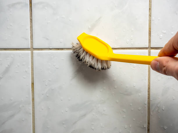 Trusted Springmont, PA Mold Removal Experts