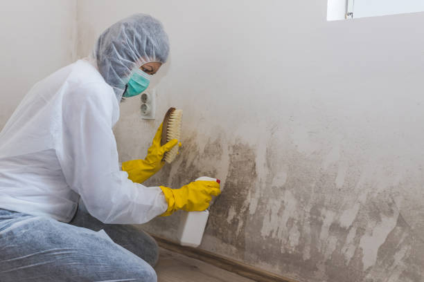 Best Commercial Mold Removal  in Springmont, PA