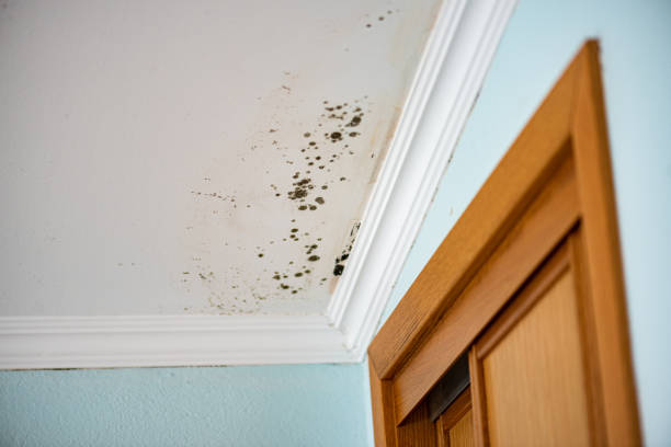 Best Mold Testing  in Springmont, PA