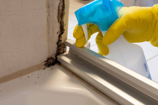 Best Local Mold Removal Service  in Springmont, PA