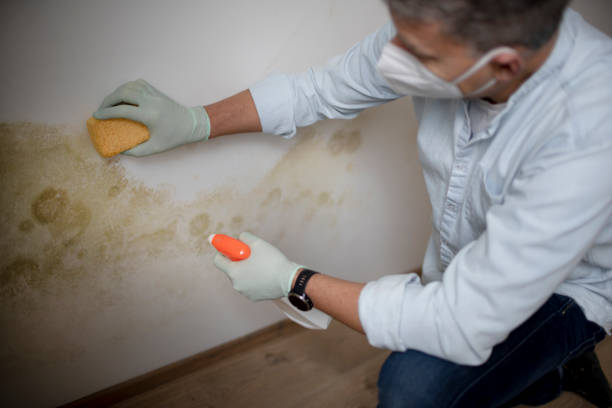 Best Certified Mold Removal  in Springmont, PA