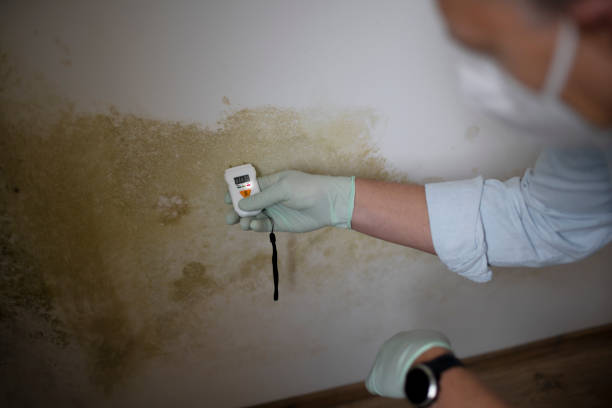 Best Mold Inspection  in Springmont, PA