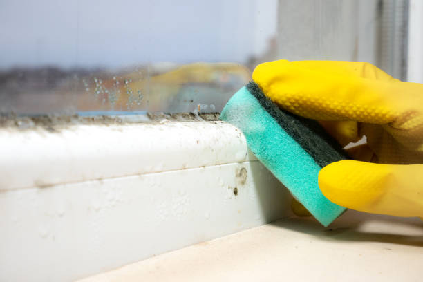 Best Professional Mold Removal  in Springmont, PA