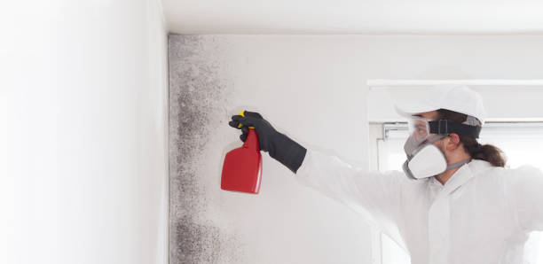 Best Fast Mold Removal  in Springmont, PA