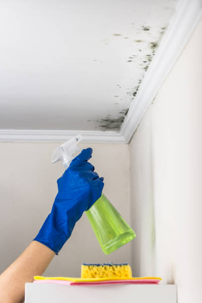 Best Home Mold Removal  in Springmont, PA