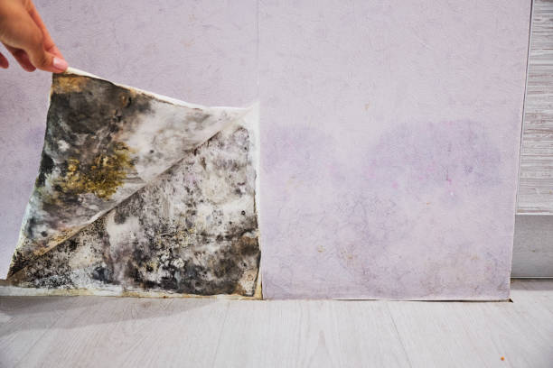 Best Residential Mold Removal  in Springmont, PA